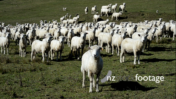 Sheep in Paddock 2 4012